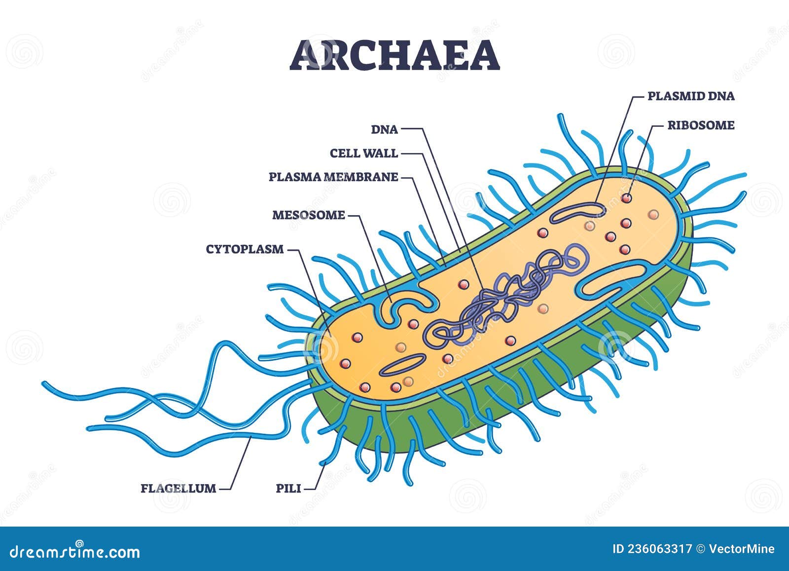 Struktur Archaebacteria