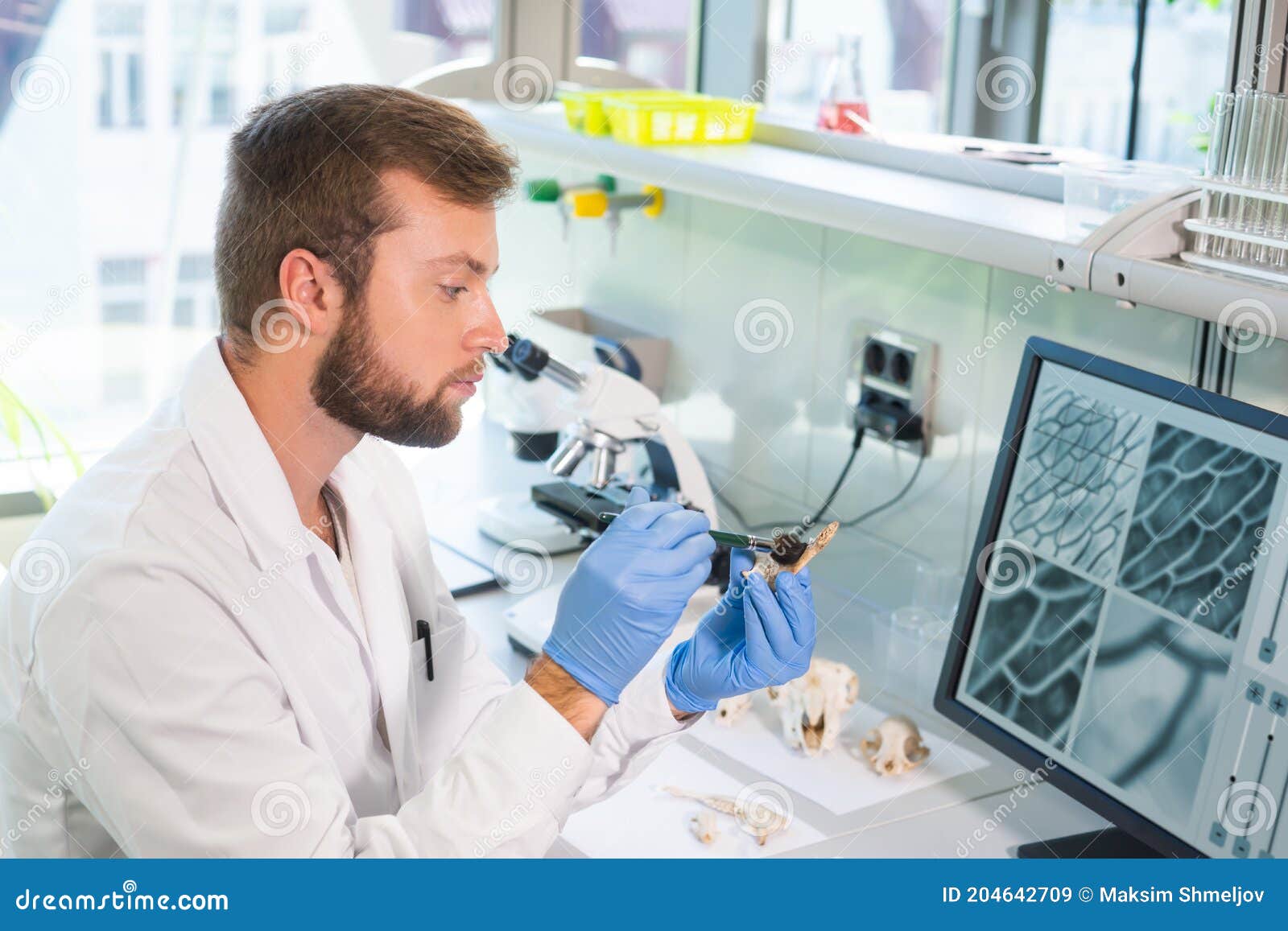 archaeologist working in natural research lab. laboratory assistant cleaning animal bones. archaeology, zoology