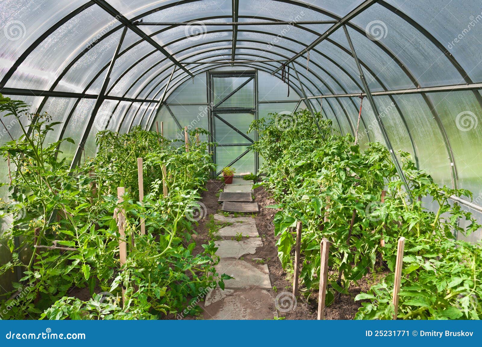 Arched greenhouse stock image. Image of hothouse, gardening 25231771