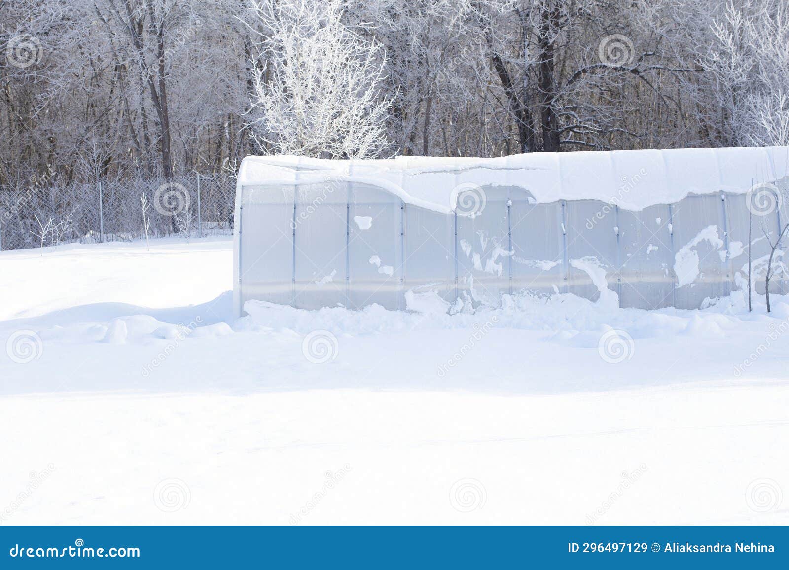 Arched Polycarbonate Greenhouse, Covered with Snow, in a Winter Garden