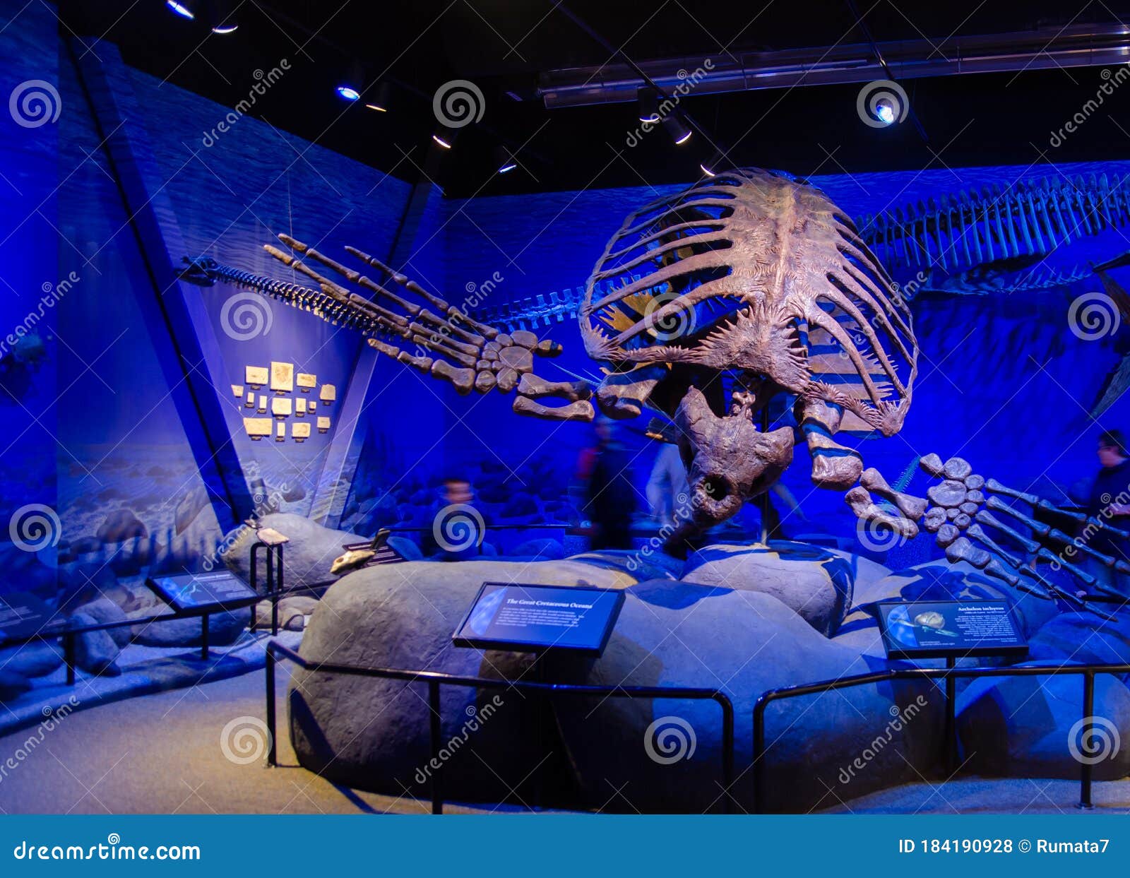 Archelon Photos Free Royalty Free Stock Photos From Dreamstime Archelon Photos Free Royalty Free Stock Photos From Dreamstime