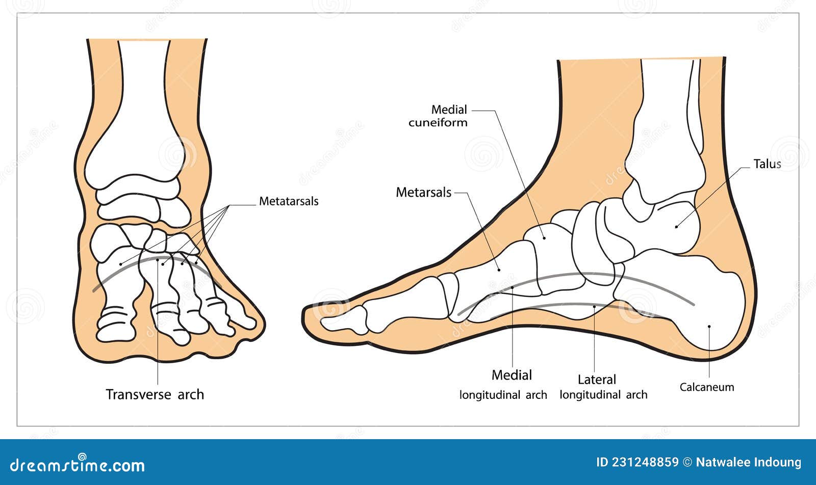 Arches of the Feet Vector. Foot Skeleton Anatomy Stock Vector