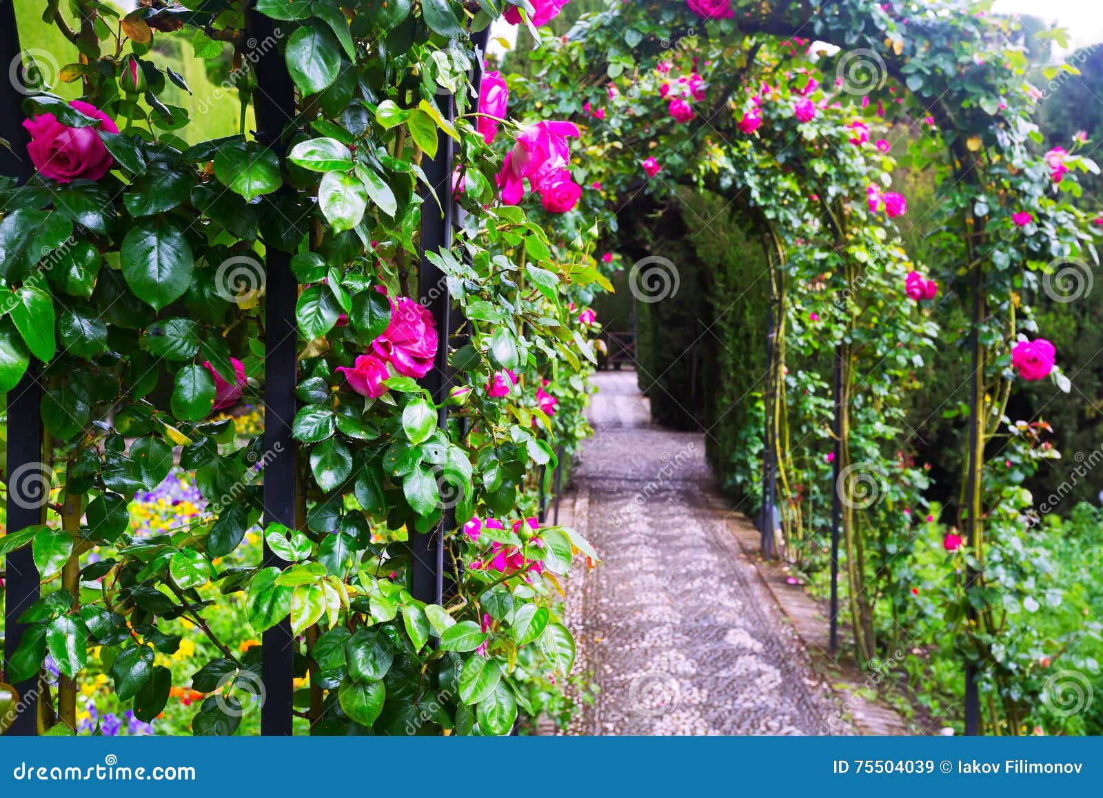 arches with roses at garden of generalife. granada