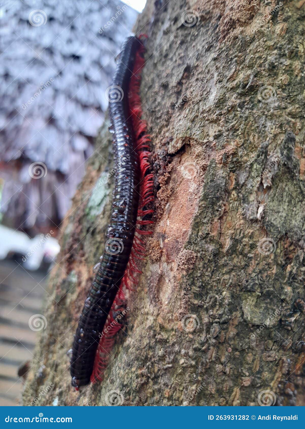 archispirostreptus gigas milipede