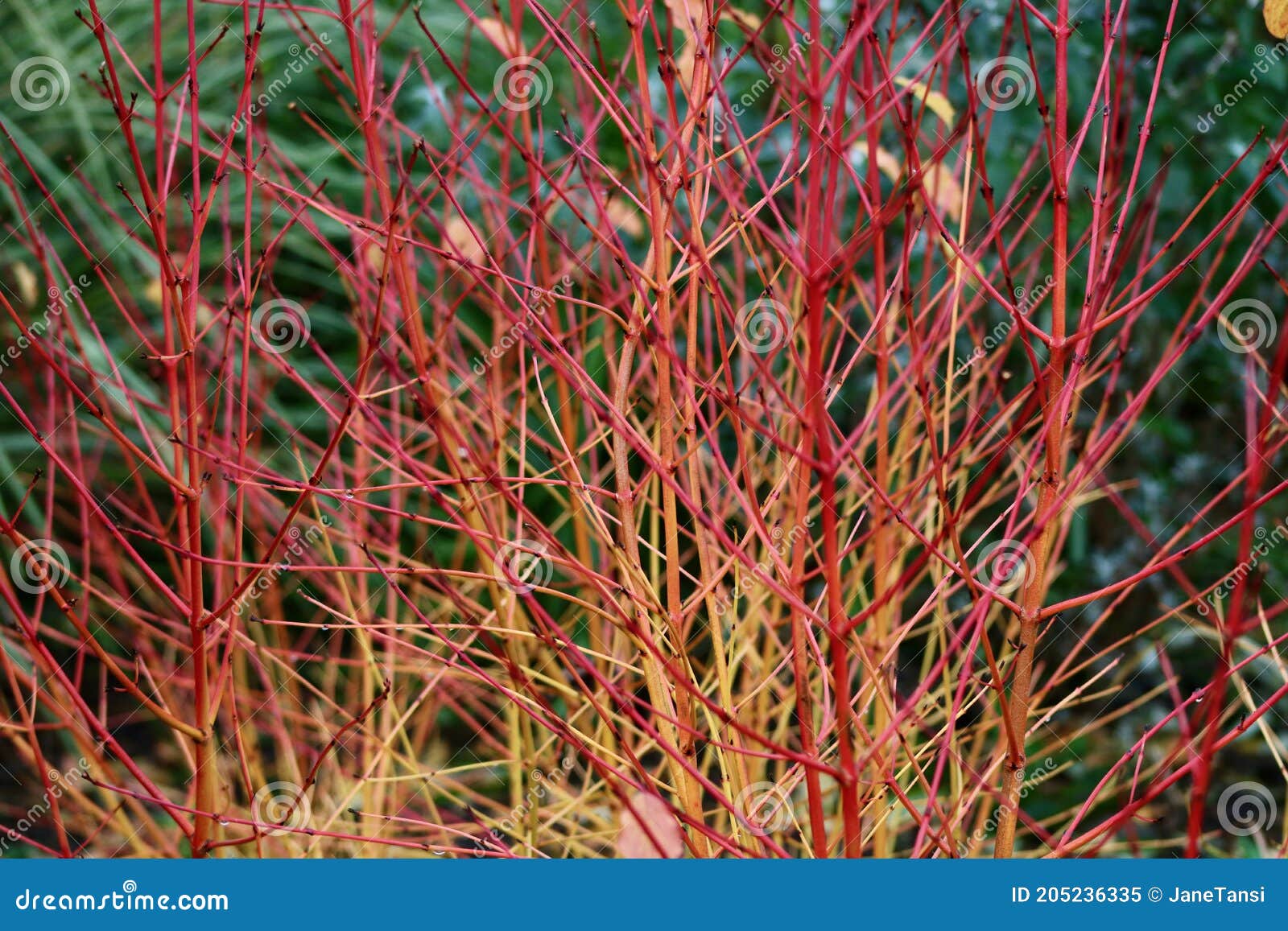 architectural corpus shrub with red and orange stems without foliage in winter