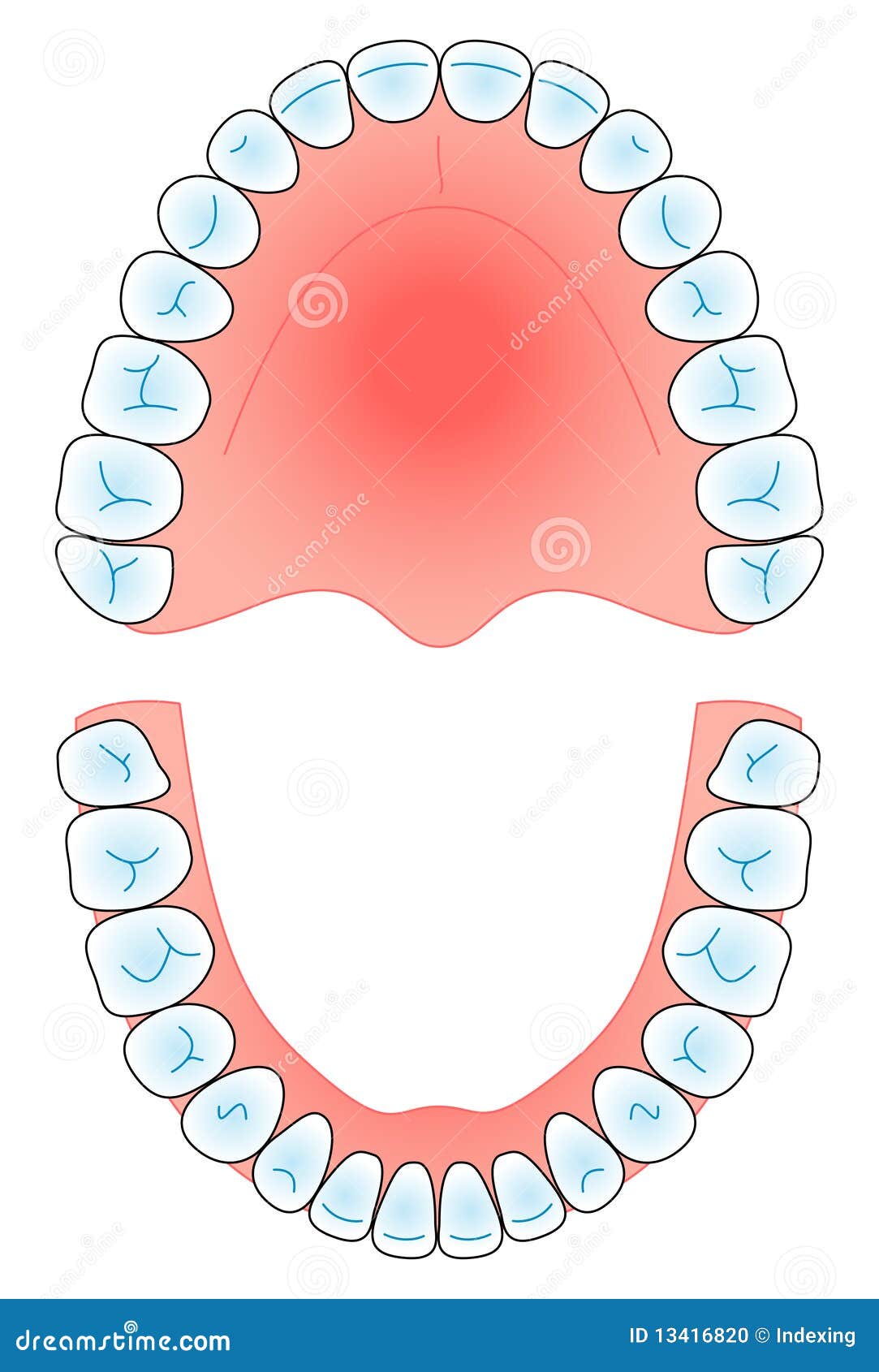 Arco dental ilustración del vector. Ilustración de paladar - 13416820