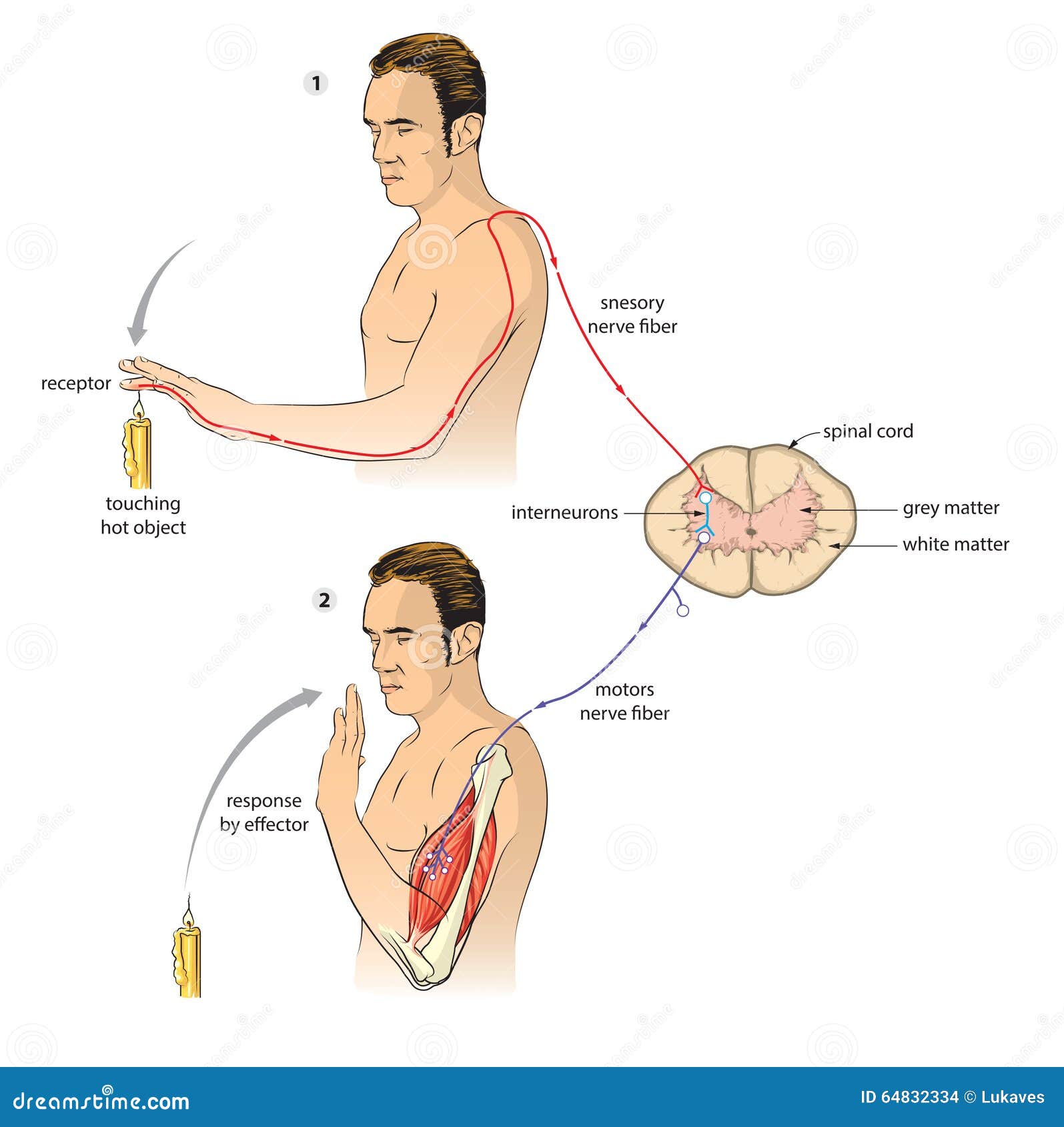 Arco reflejo ilustración del vector. Ilustración de