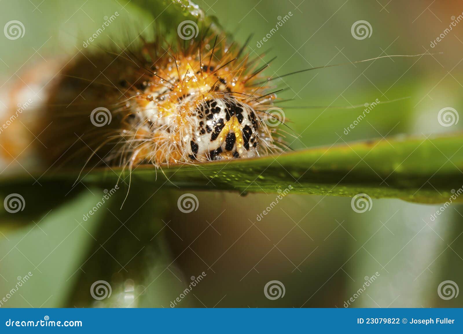 arctia caja larva caterpillar