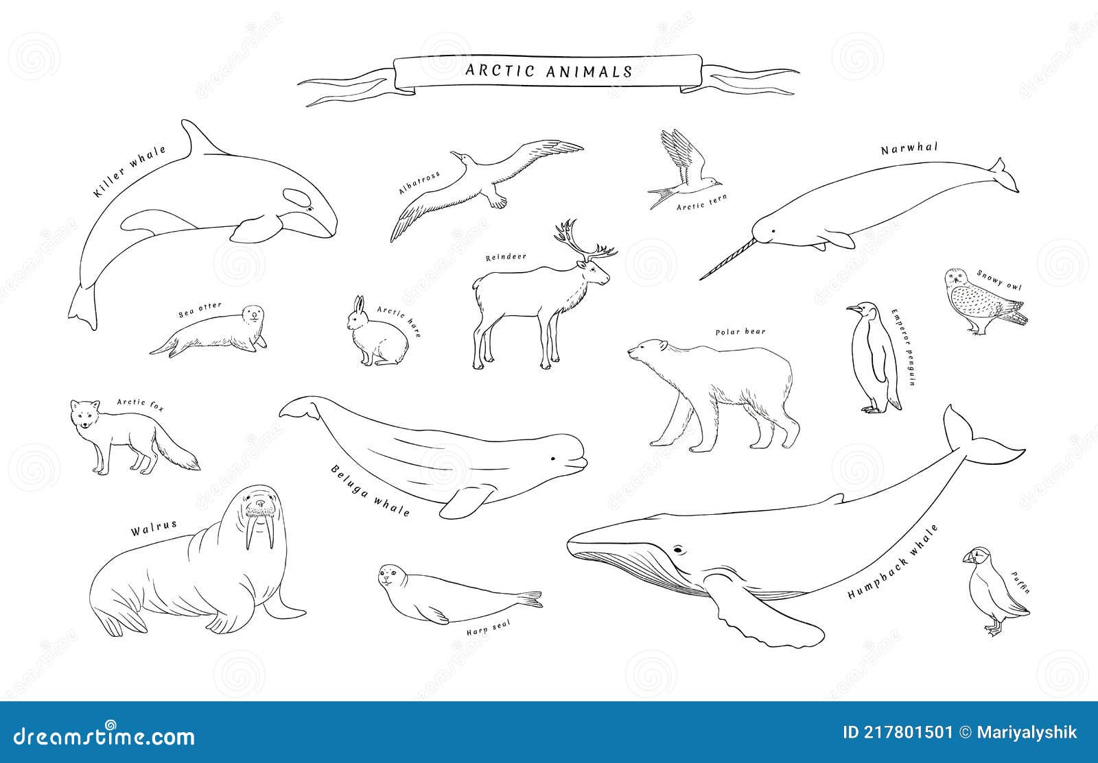 Arctic Animals Set in Vector. North Pole Fauna Realistic Sketch Line Illustration Isolated on White Background Stock Vector - Illustration of giant, orca: 217801501 Arctic Animals Set in Vector. North Pole Fauna Realistic Sketch Line Illustration Isolated on White Background Stock Vector - Illustration of giant, orca: 217801501