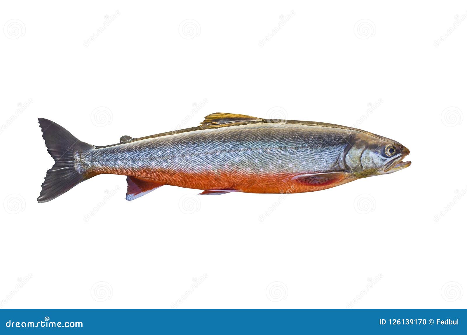 arctic char fish  on white background