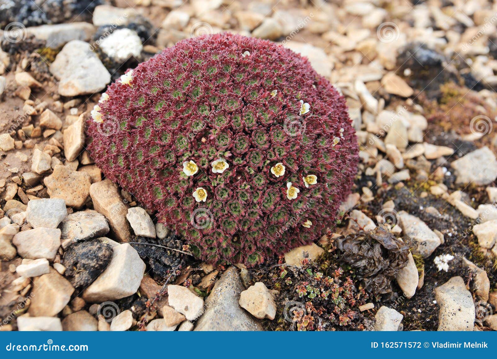 arctic flowers