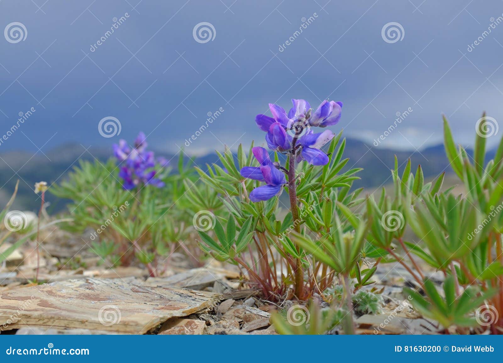 arctic flowers