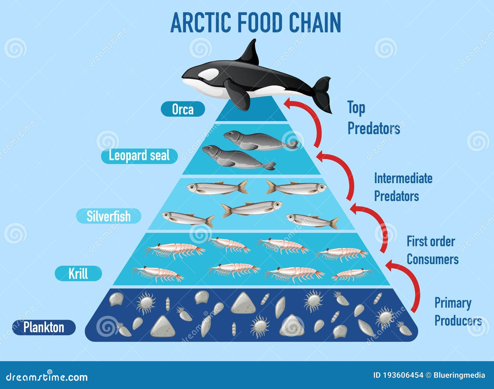 marine food web for kids