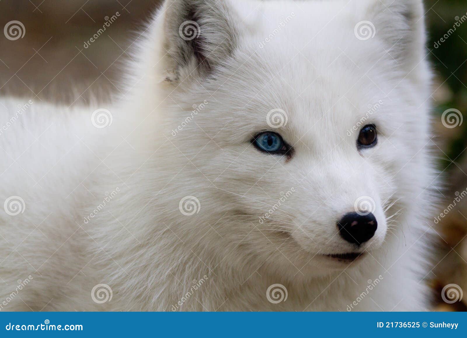 arctic fox