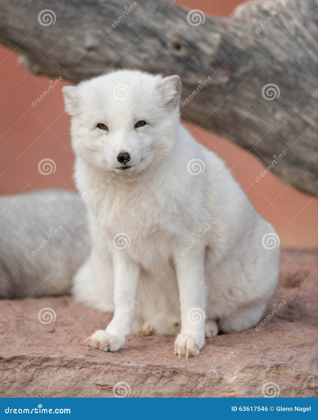 Arctic Fox Stock Photo Image Of Canine Outdoors Cute 63617546
