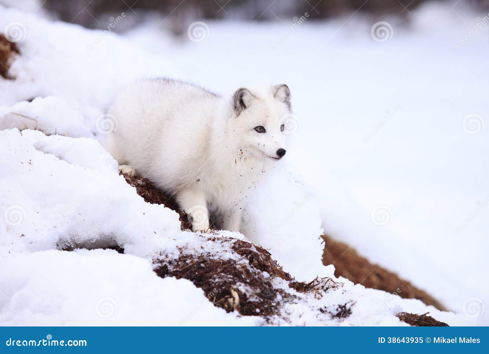 arctic fox by den
