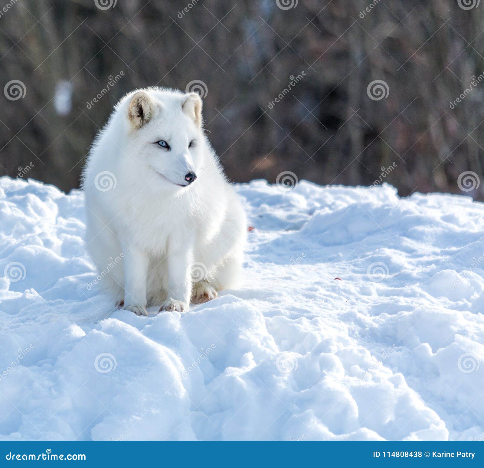 Arctic Fox Under The Sun In Winter Stock Photo Image Of Forest Nose Arctic Fox Under The Sun In Winter Stock Photo Image Of Forest Nose