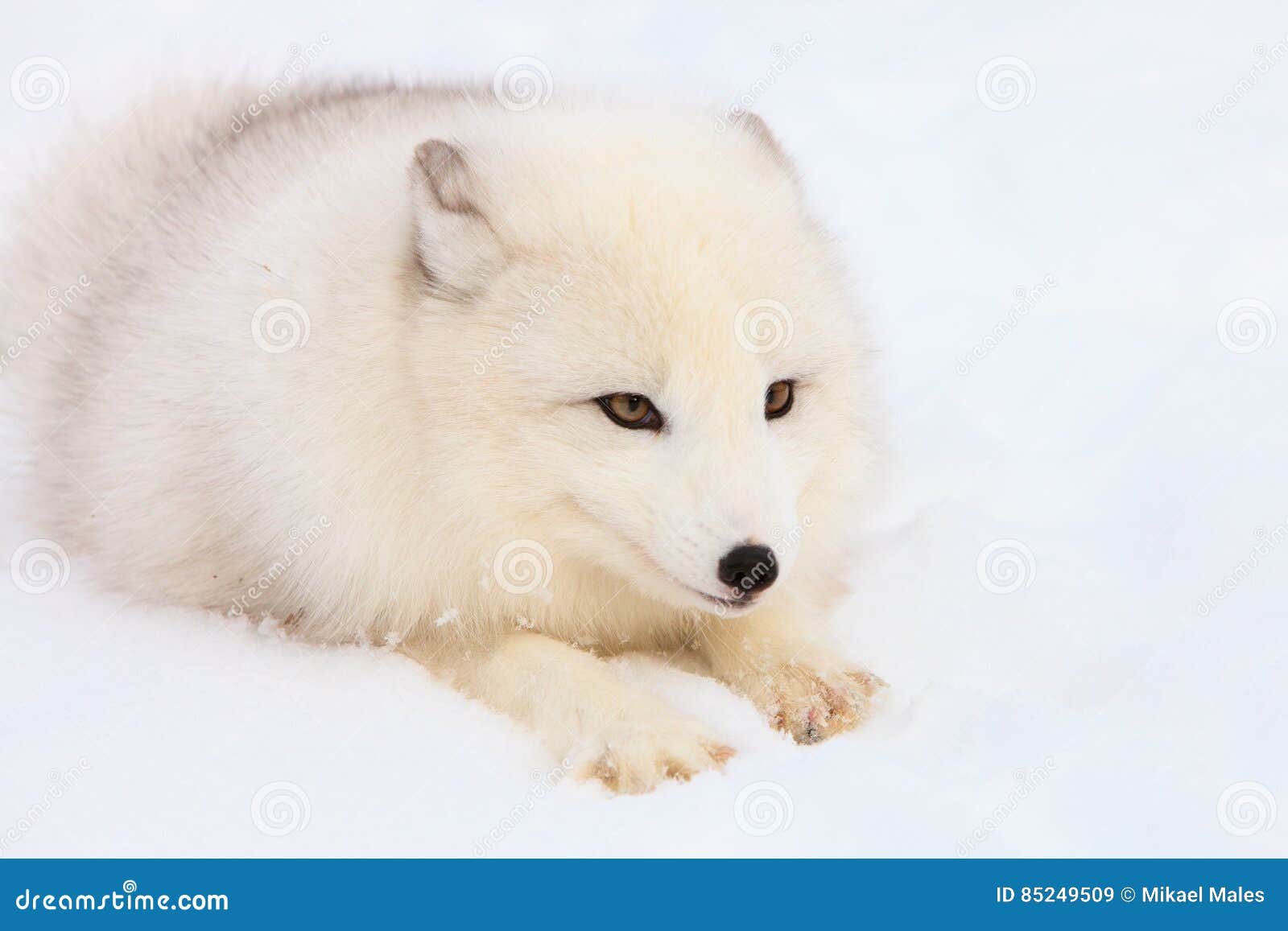 arctic fox intense gaze