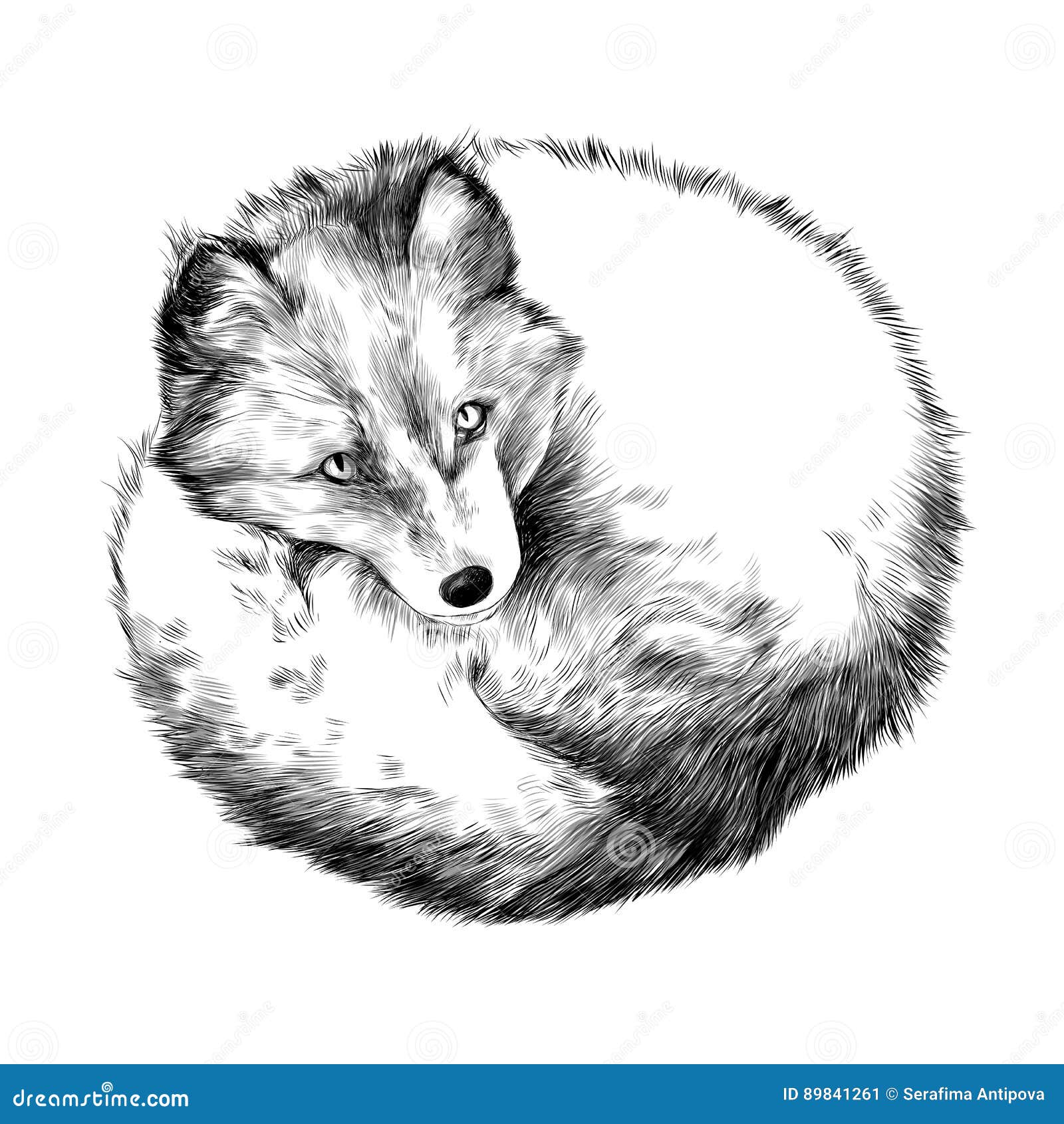 how to draw an arctic fox｜TikTok Search