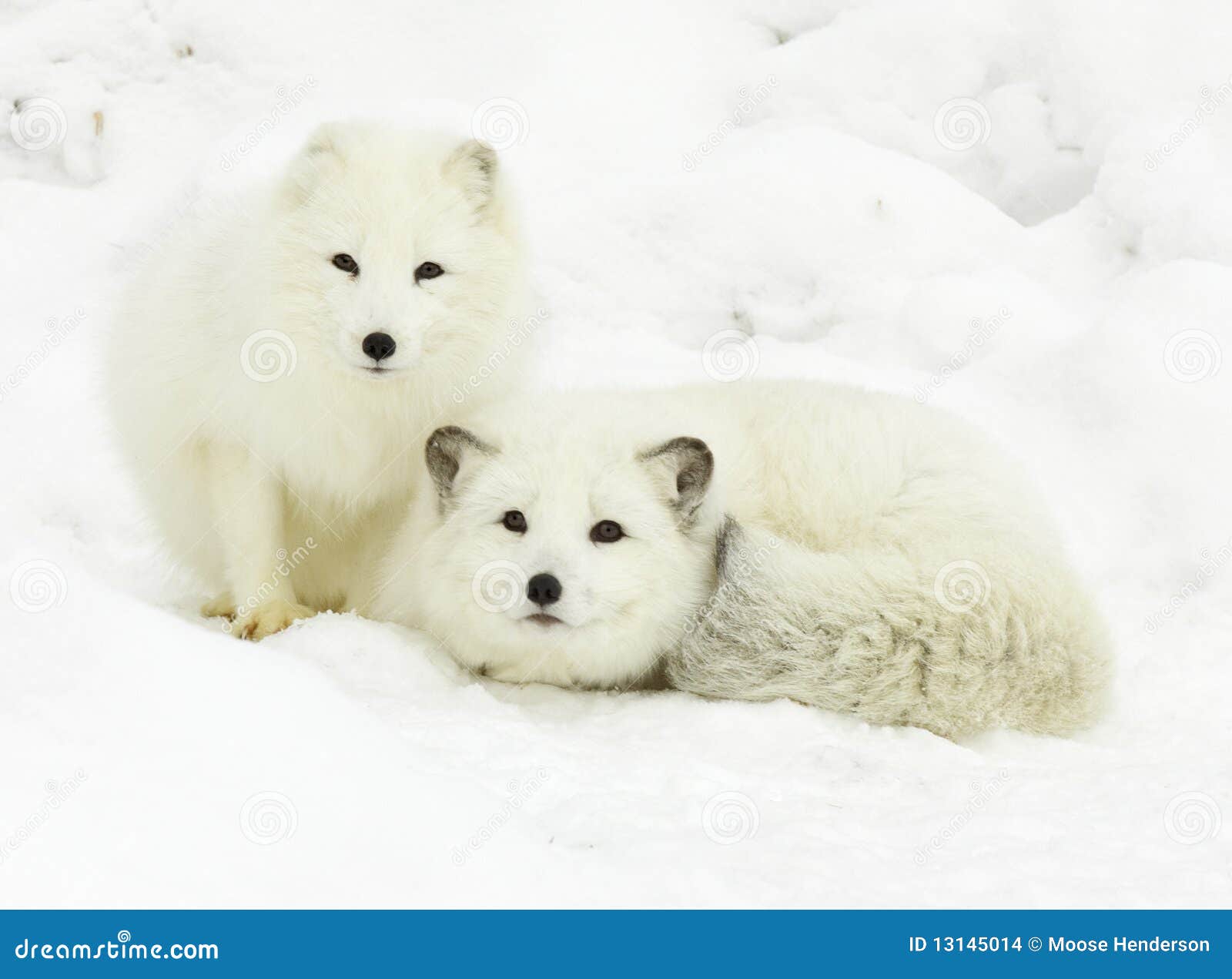 Arctic Fox Pair stock photo. Image of tail, mammal, alopex - 131450141300 x 1049