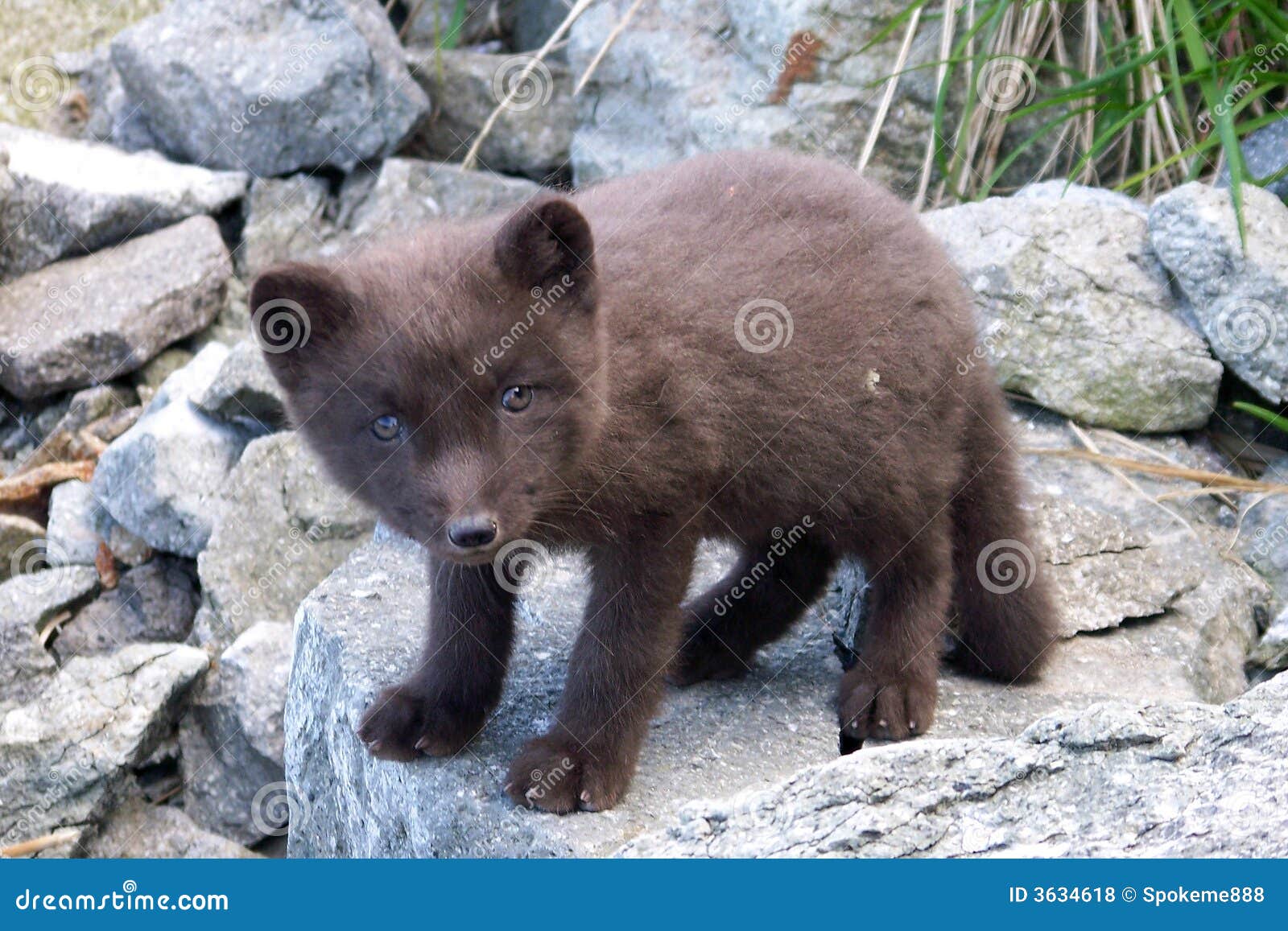 arctic fox, polar fox(unexplored wilderness)