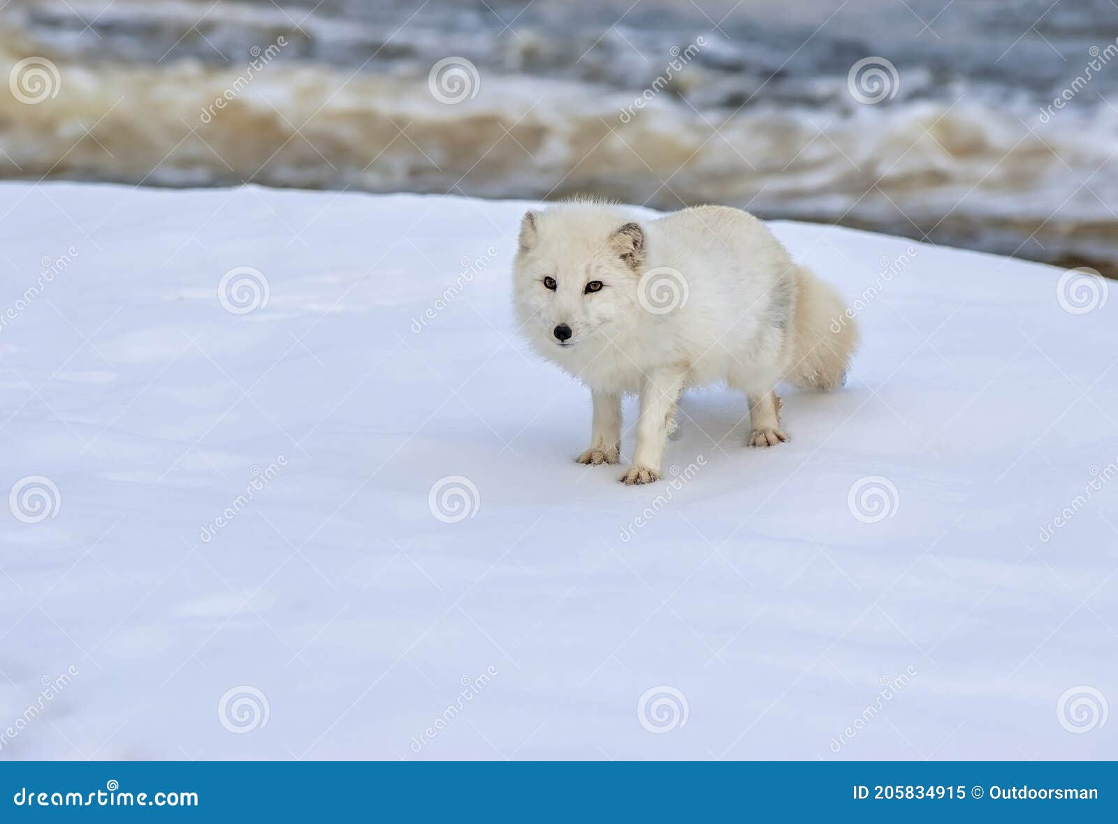 Moeras Canberra impliceren 1,707 Arctic Bank Stock Photos - Free & Royalty-Free Stock Photos from  Dreamstime