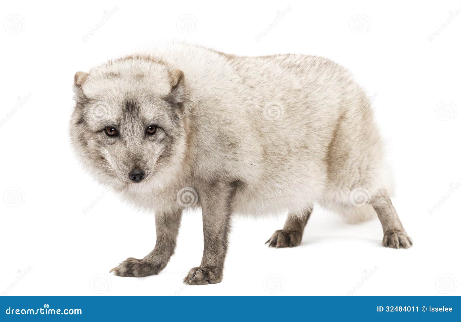 arctic fox, vulpes lagopus,  on white