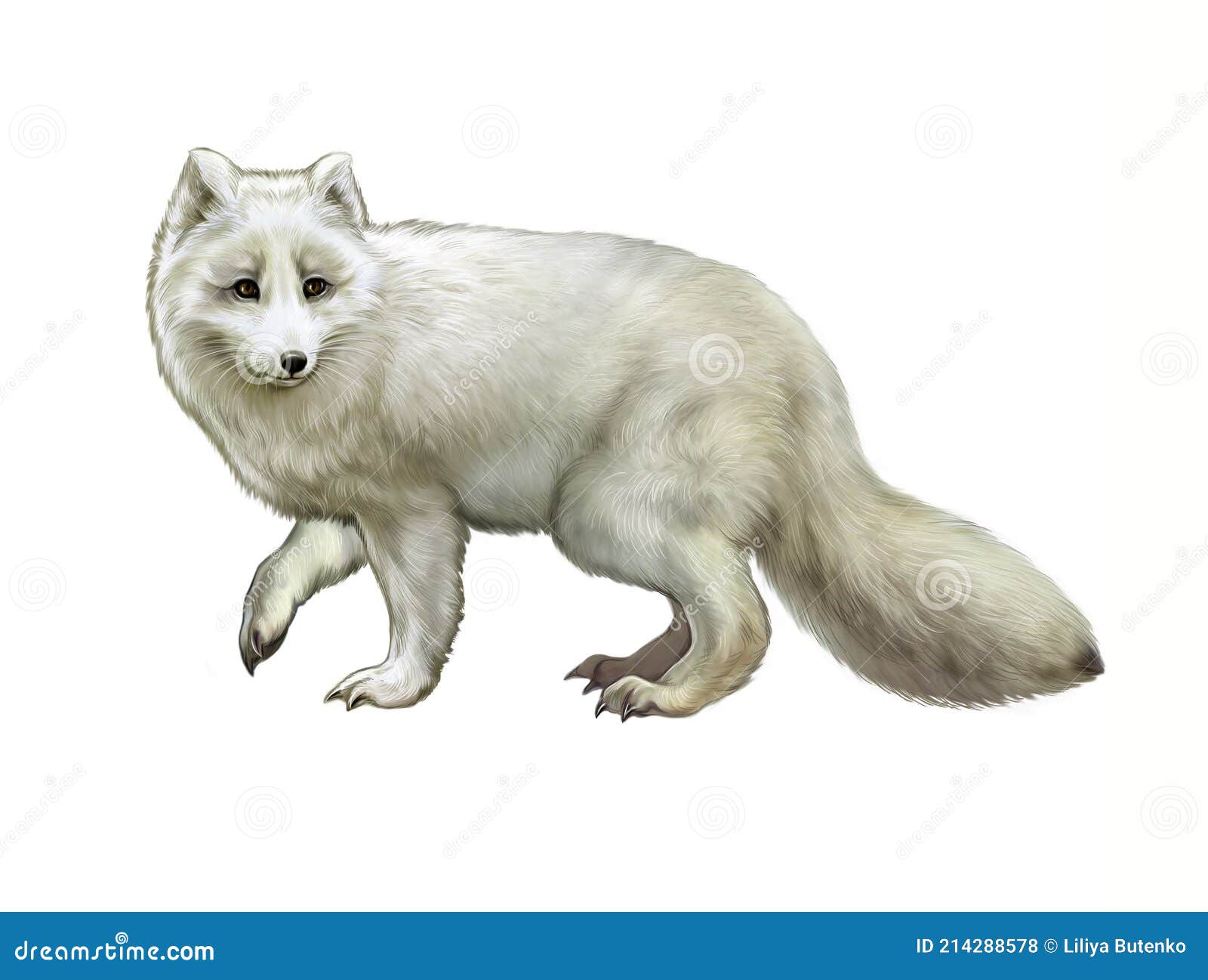 The Arctic Fox Vulpes Lagopus Stock Illustration - Illustration of  beautiful, polar: 214288578