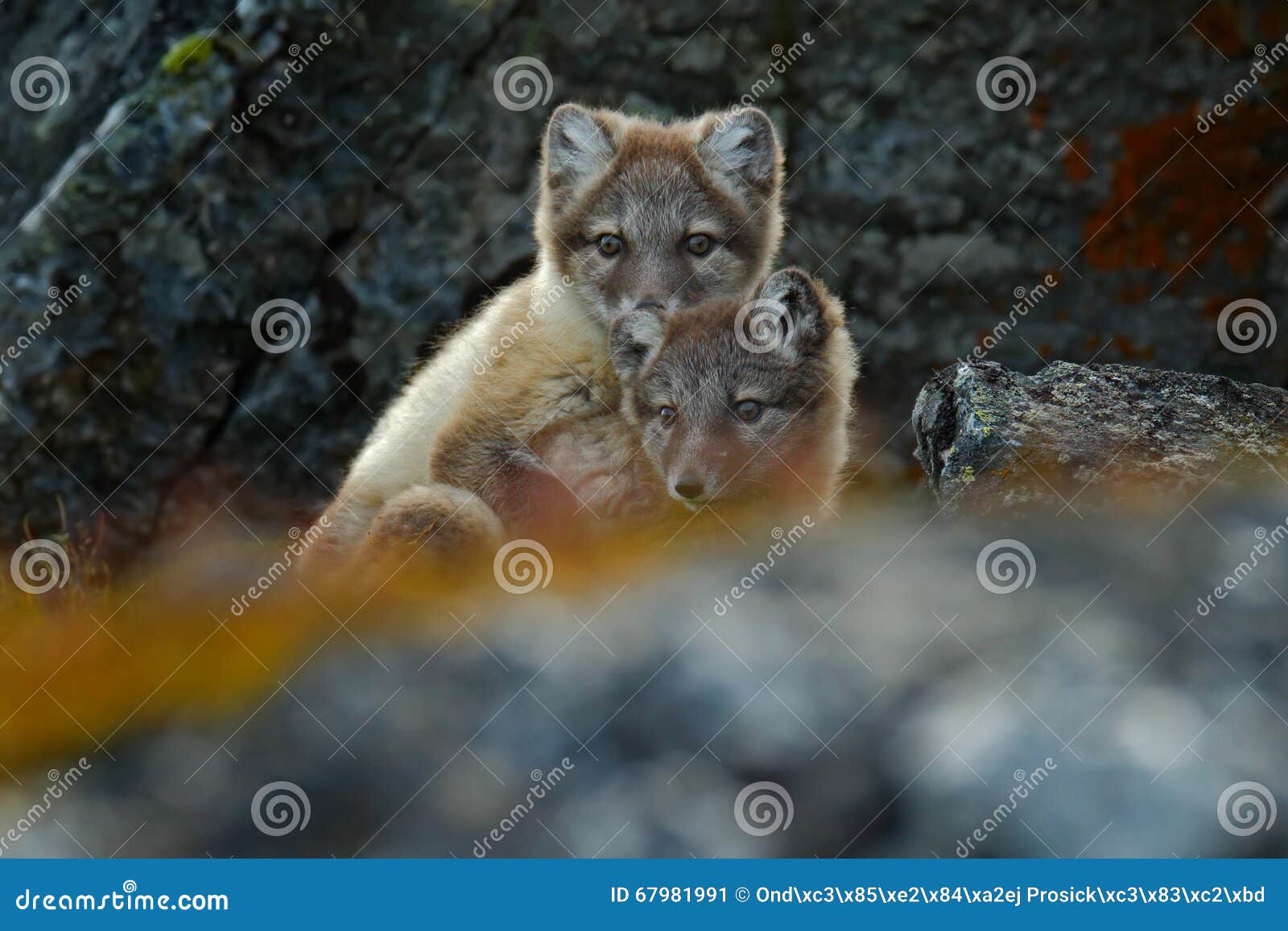 arctic fox, vulpes lagopus, two young, in the nature habitat, grass meadow with flowers, svalbard, norway