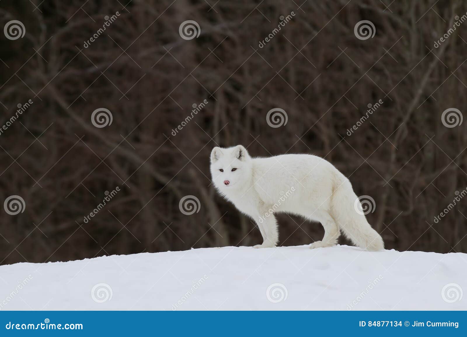 arctic fox (vulpes lagopus) standing in the winter snow in canada