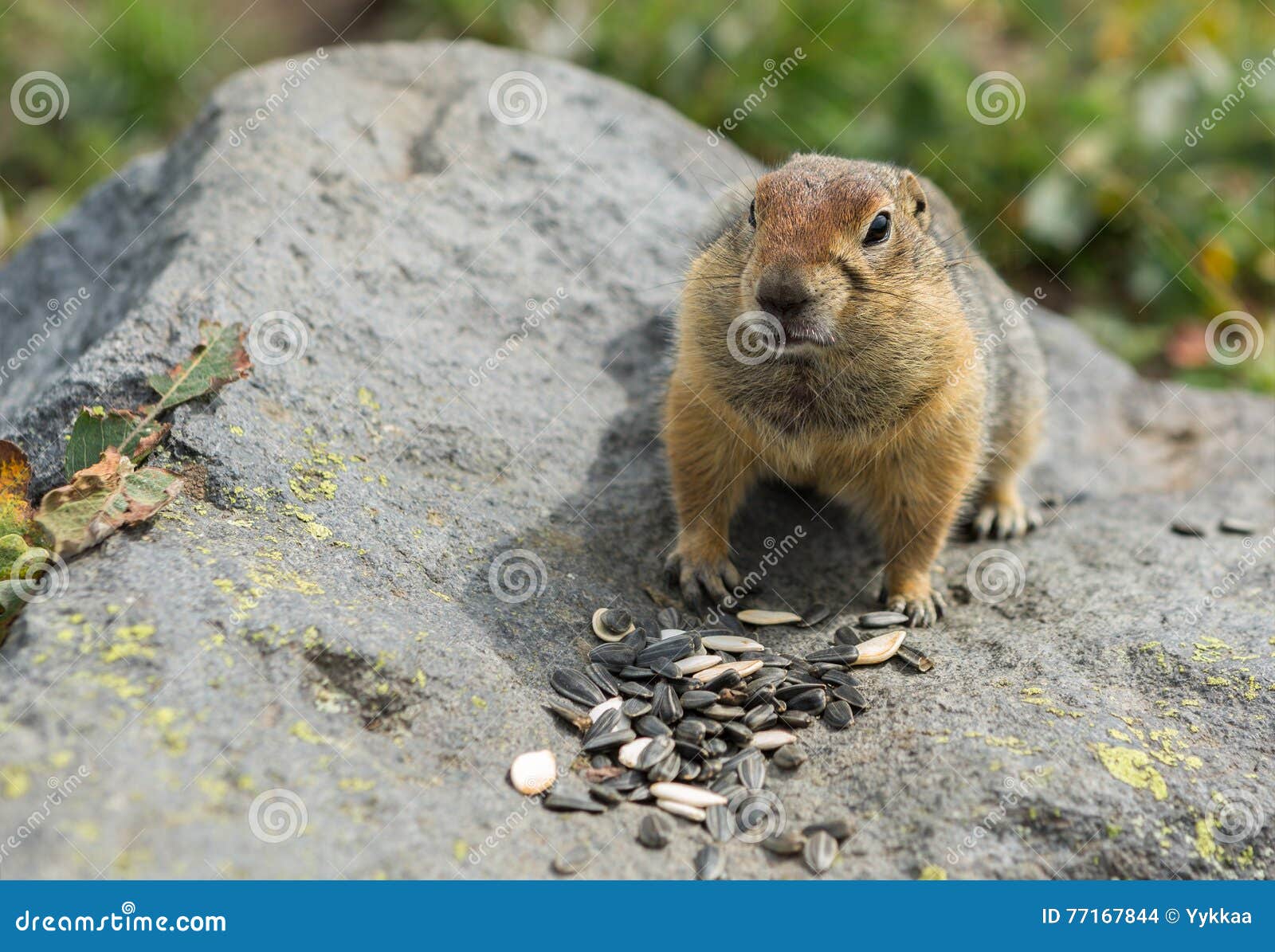 What do Arctic ground squirrels eat?