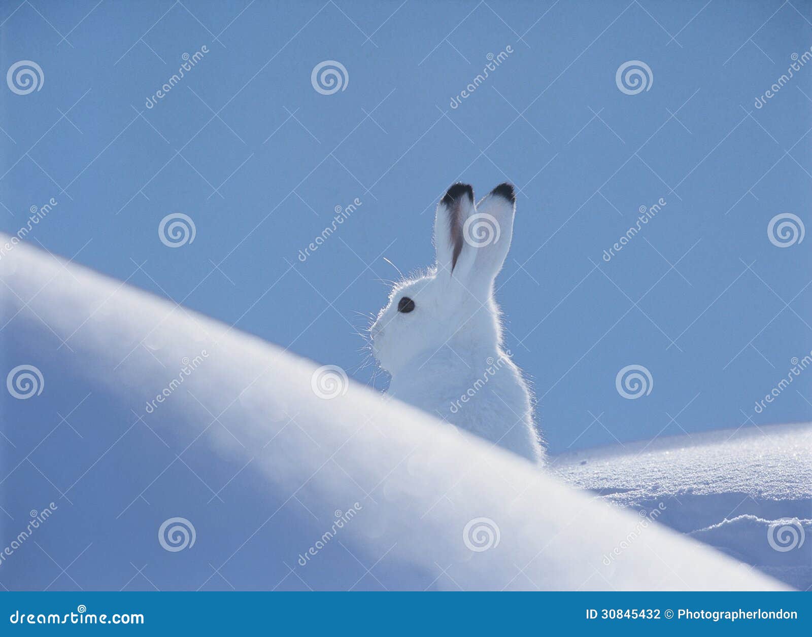 arctic hare