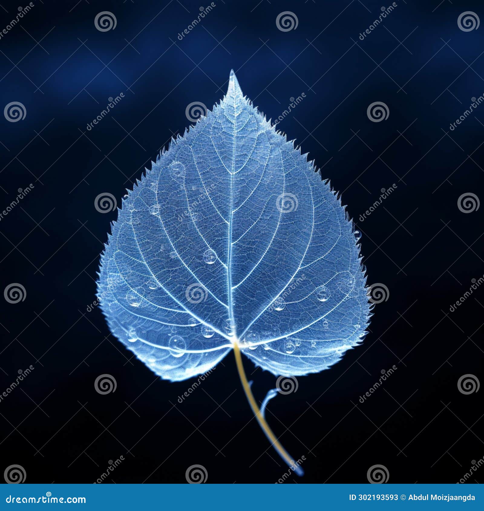 arctic leafscape  syringa leaf, frozen, on deep blue backdrop