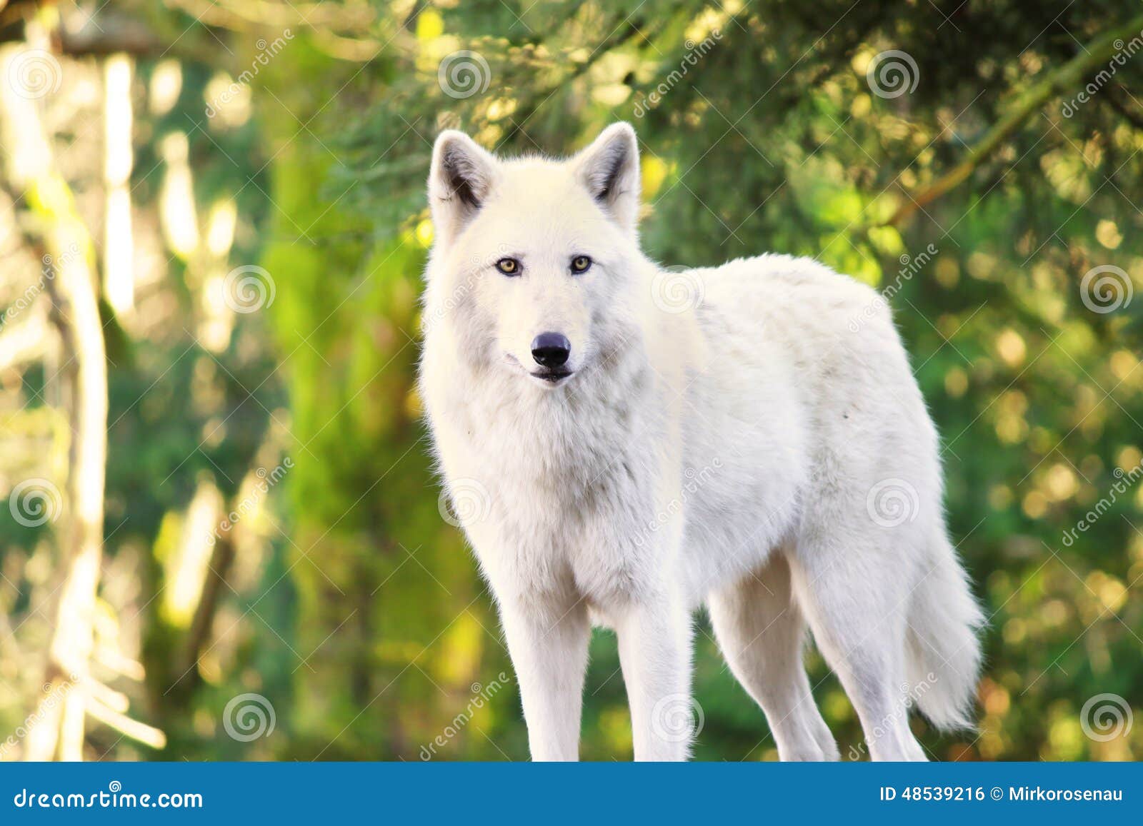 arctic white wolf canis lupus arctos aka polar wolf or white wolf