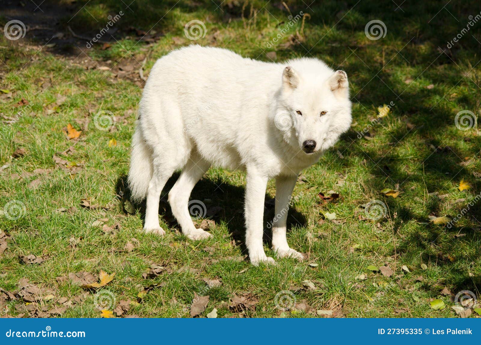 arctic wolf predators arctic wolf predators