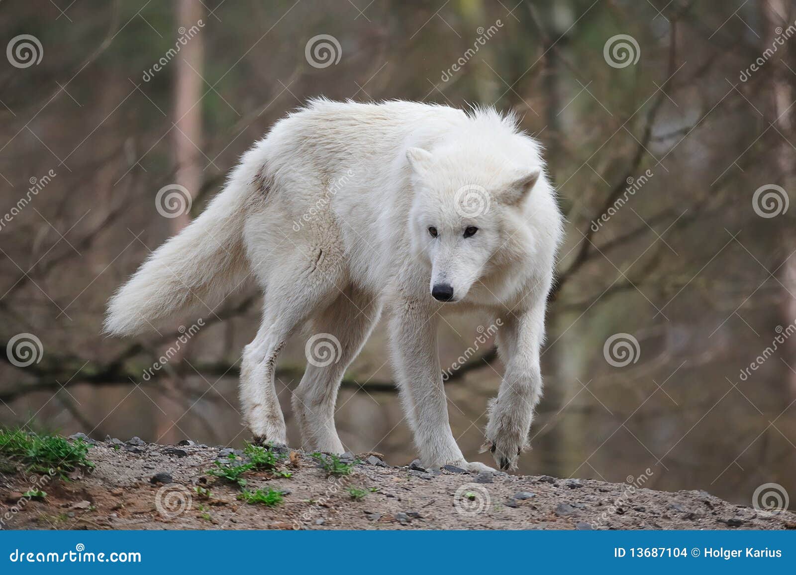 arctic wolf (canis lupus arctos)