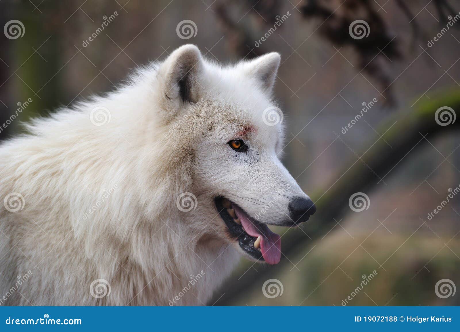 arctic wolf (canis lupus arctos)