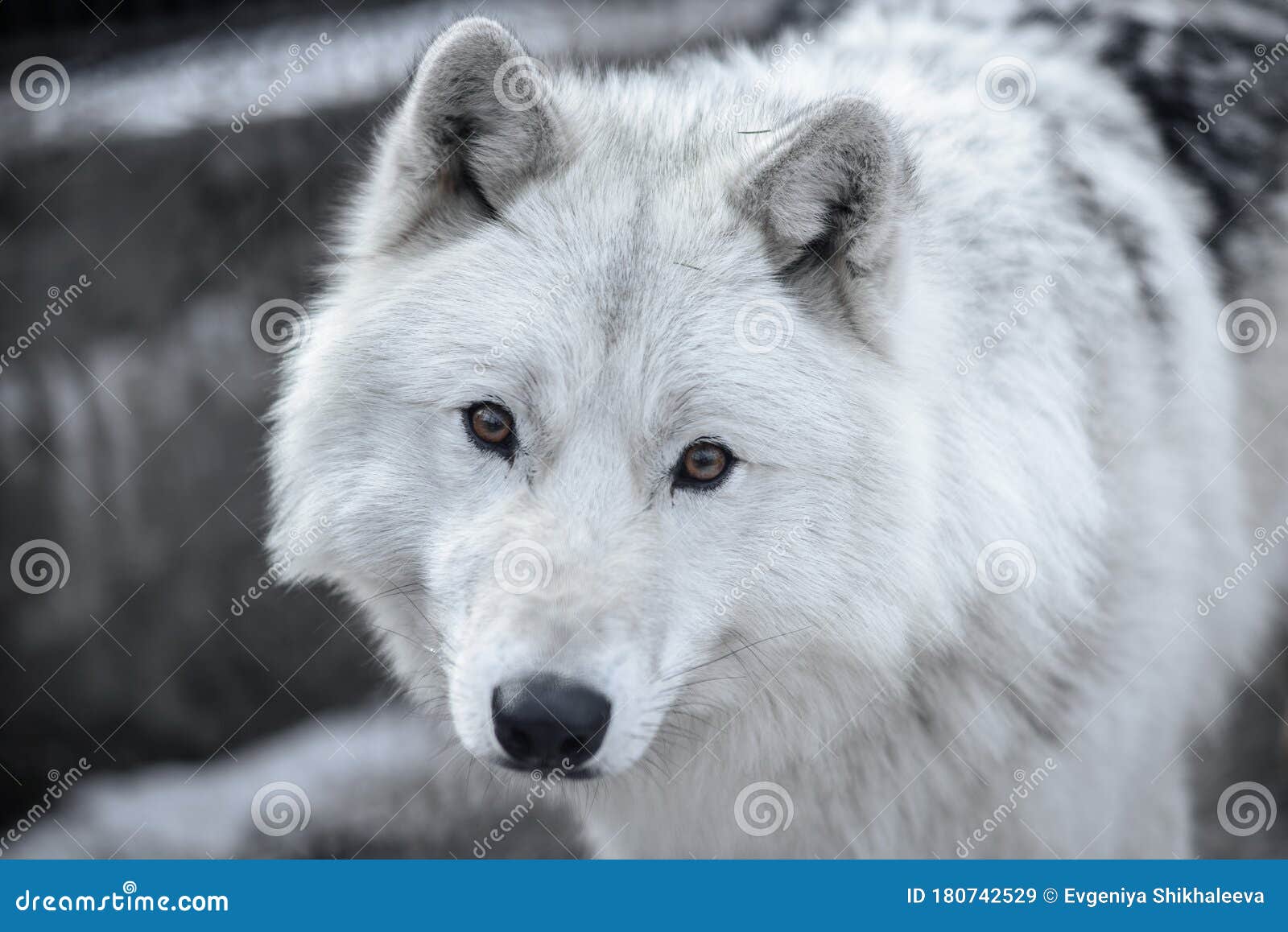 Arctic Wolf Canis Lupus Arctos Aka Polar Wolf or White Wolf - Close-up ...