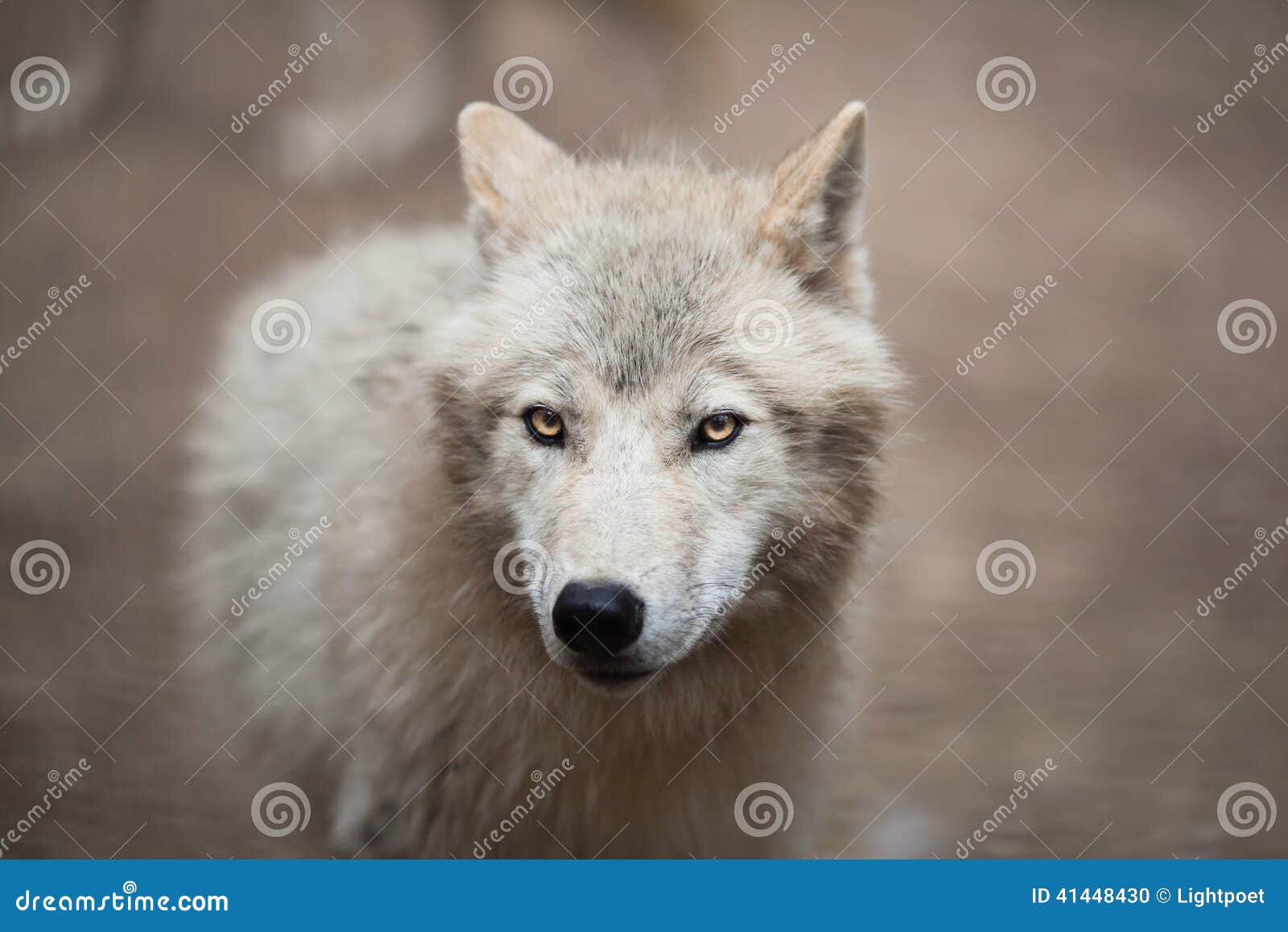 arctic wolf (canis lupus arctos) aka polar wolf or white wolf