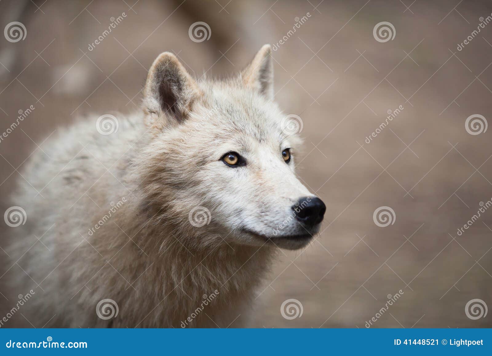 arctic wolf (canis lupus arctos) aka polar wolf or white wolf