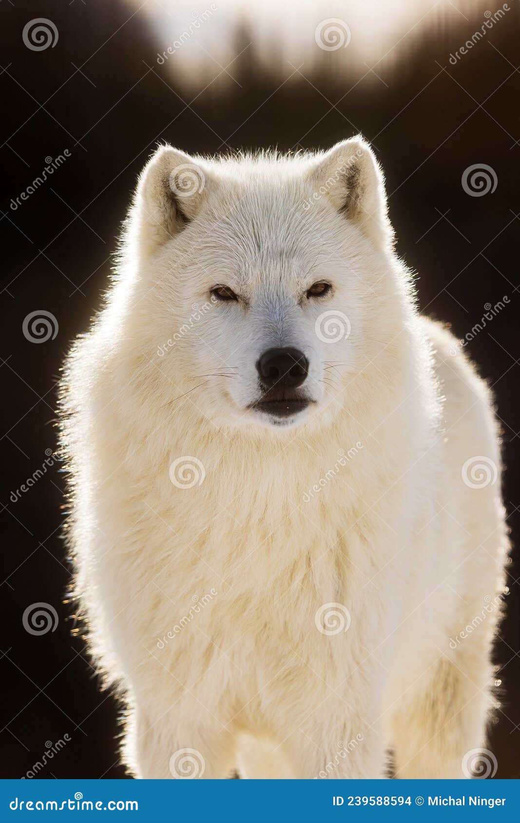 Male Arctic Wolf Canis Lupus Arctos Beautiful Very Close Portrait Stock ...