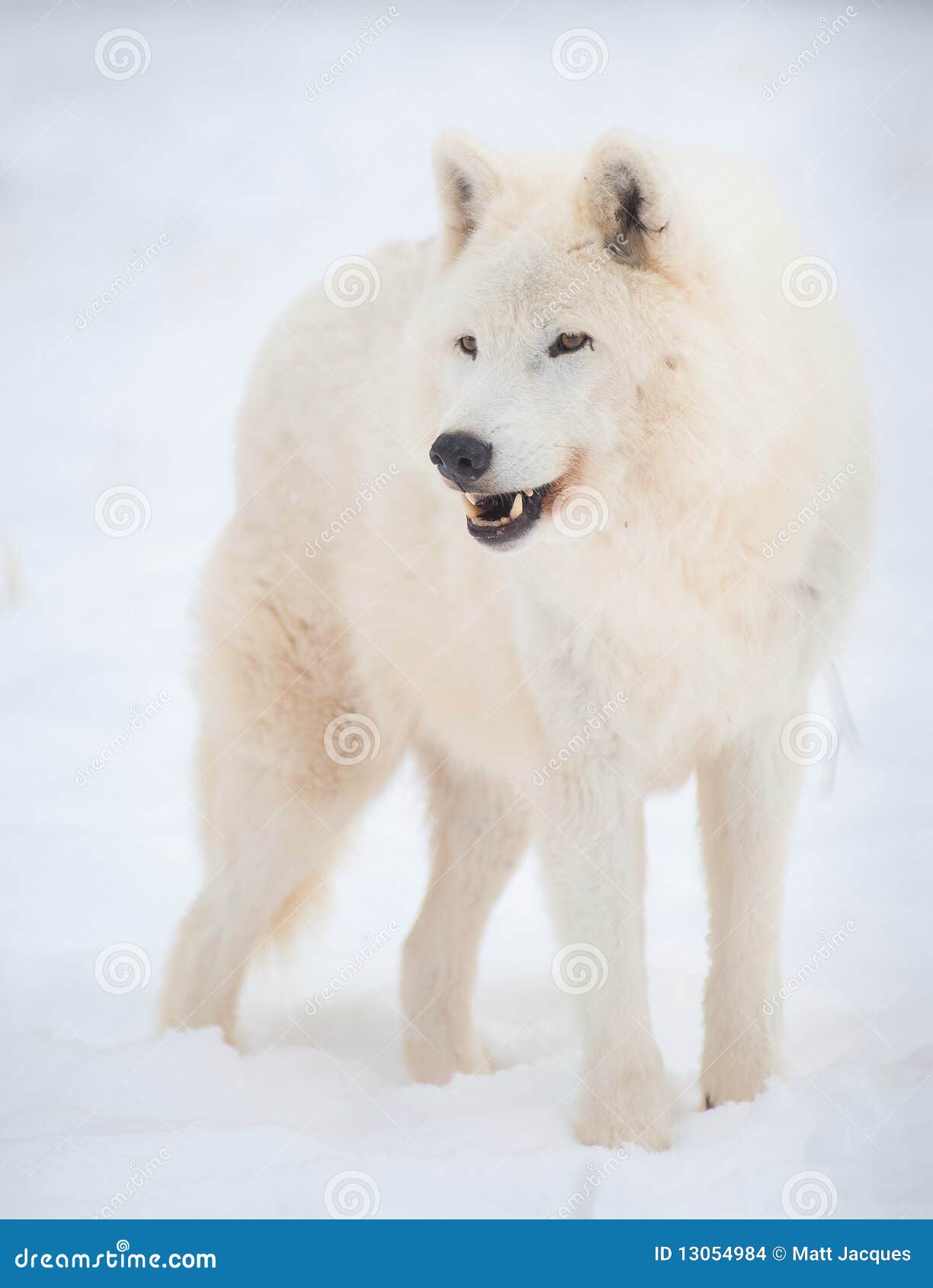 arctic wolf (canis lupus arctos) in snow.