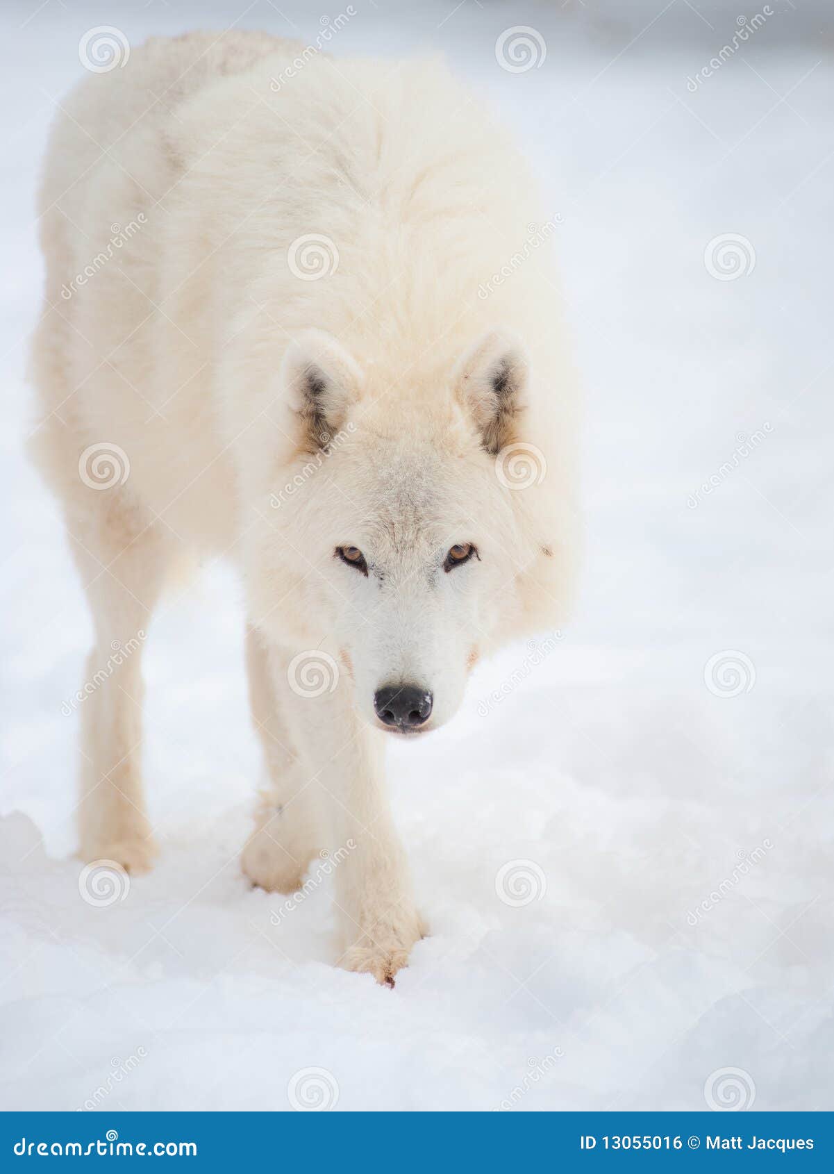 arctic wolf (canis lupus arctos) in snow.