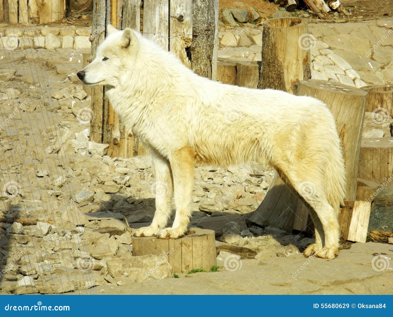 arctic wolf predators arctic wolf predators