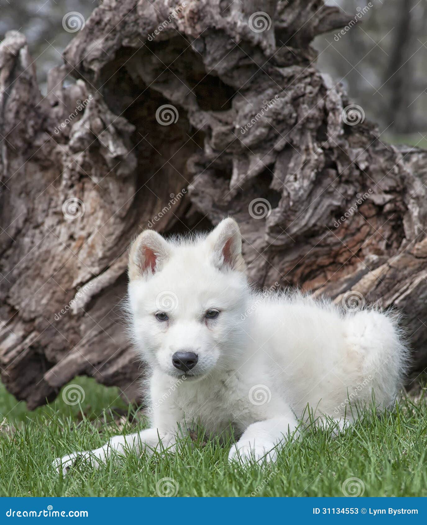 White Wolf Dog