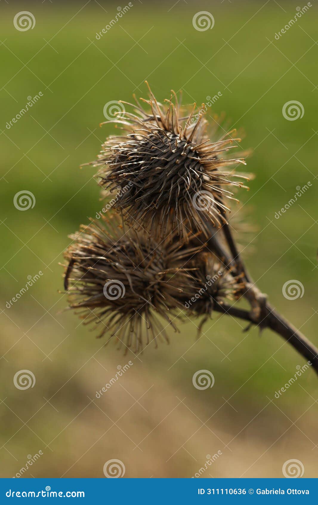 arctium lappa, commonly called greater burdock, gob?, edible burdock, lappa, beggar's buttons, thorny burr, or happy major
