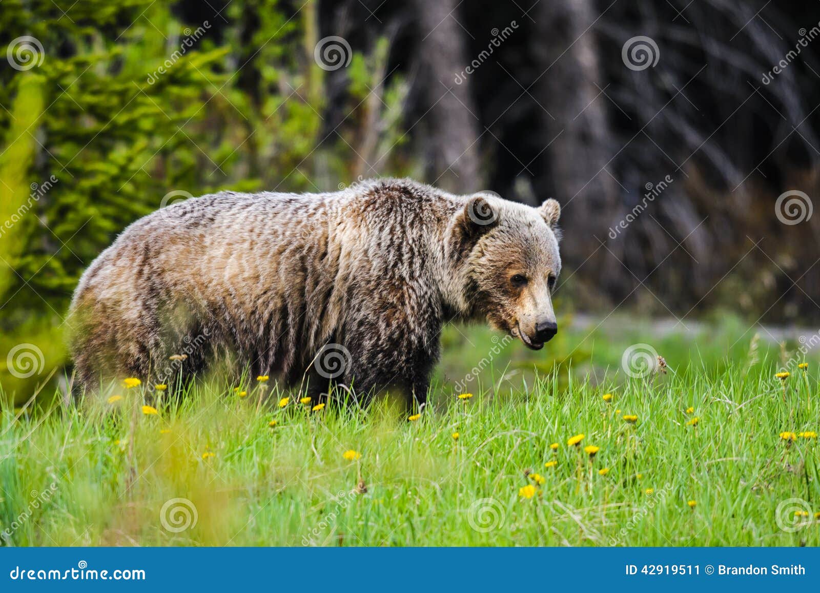 熊北美灰熊 库存照片. 图片 包括有 野生生物, 飞机场, 国家, 敲打, 北美灰熊, 登纳, 格里兹, 公园 - 6263514