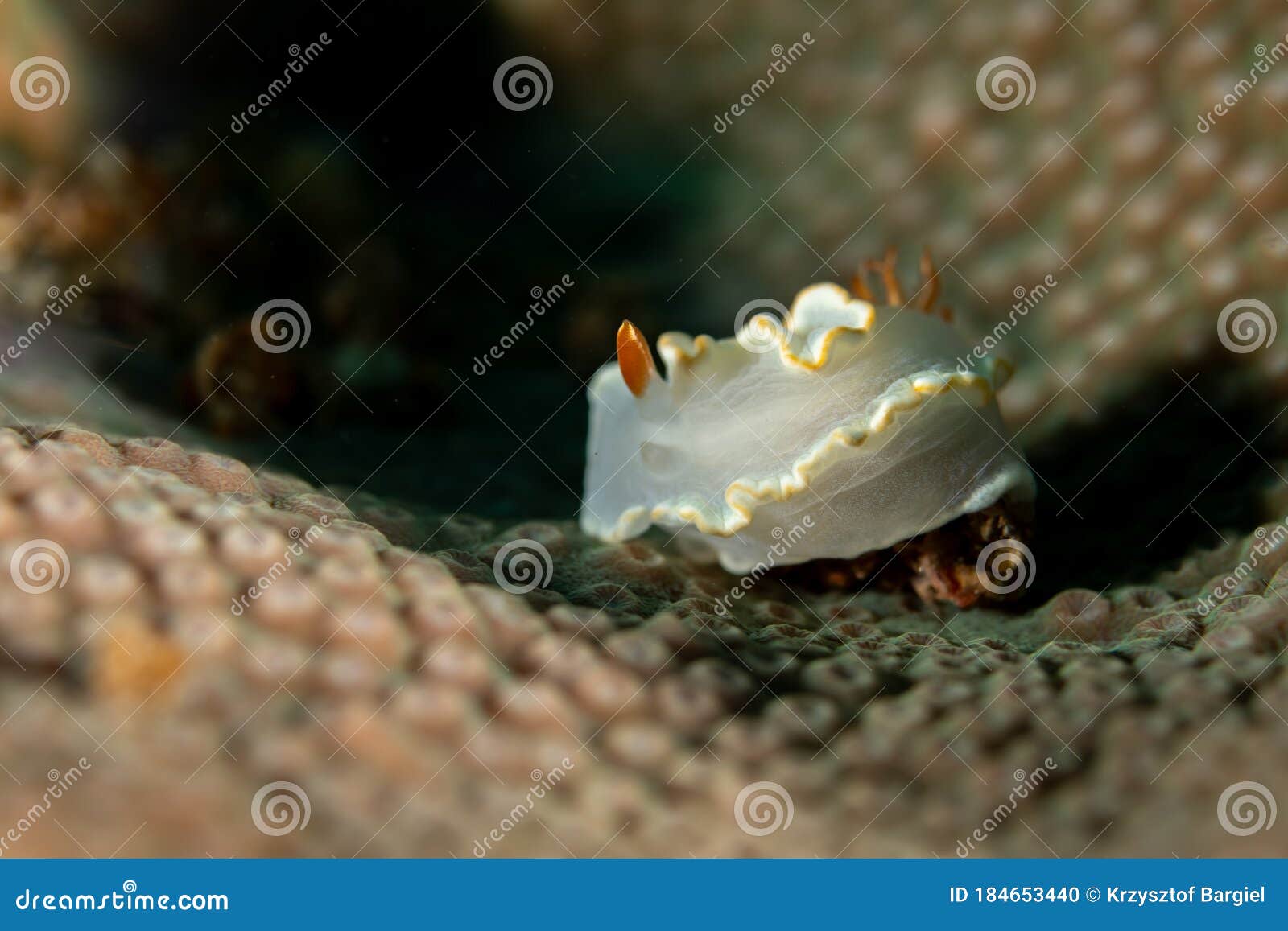 ardeadoris averni nudibrach closeup photography closeup photograpy in a boonsung wreck near khao lak thailand