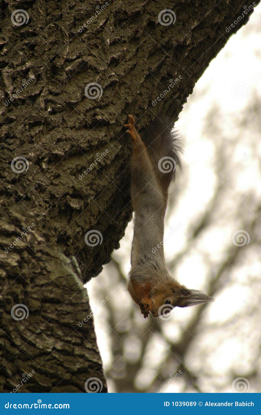 Una ardilla pesa en las patas posteriores en un árbol