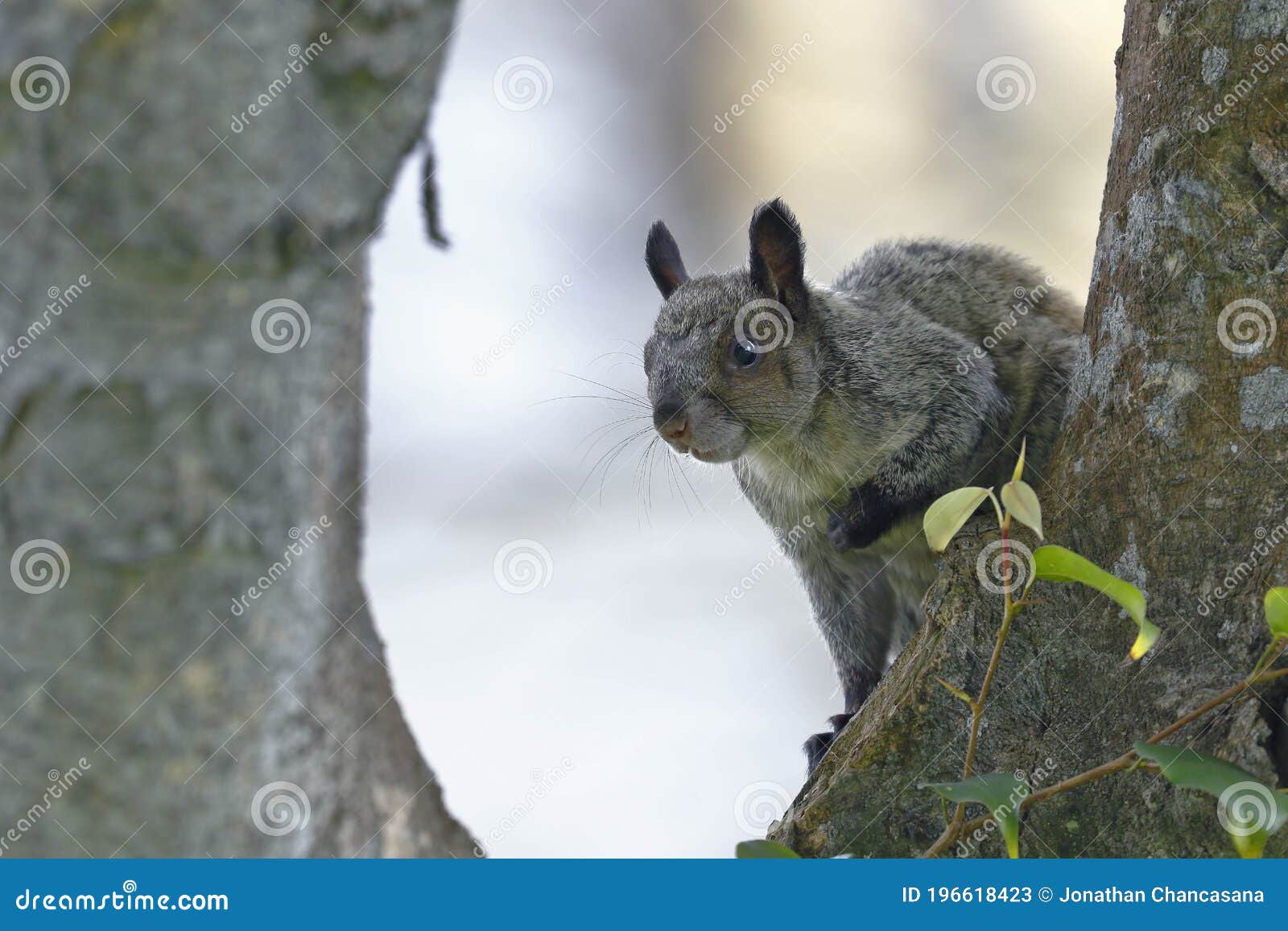 ardilla de nuca blanca simosciurus nebouxii